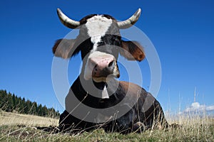 Cow