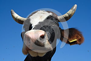 Cow