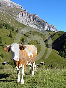 Cow