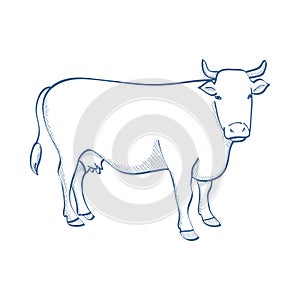 Cow