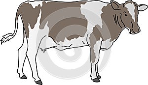 Cow