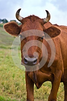 Una vaca 