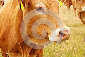 Cow