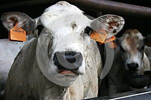 Cow