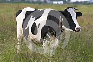 Una vaca 