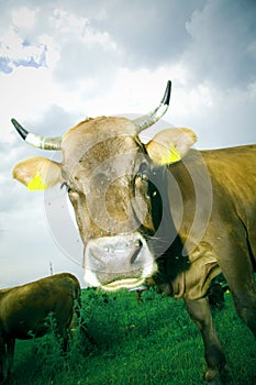 Cow