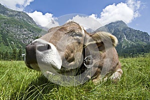 Cow