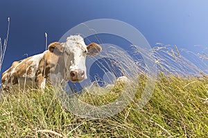 Cow