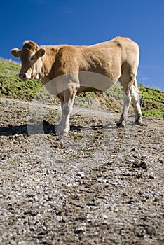 Cow photo