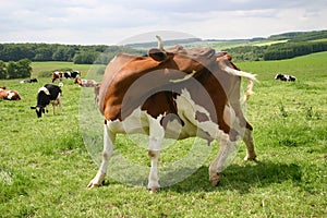 Cow