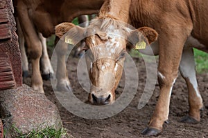 Cow