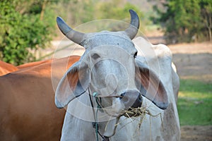 Cow