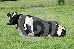 Cow photo