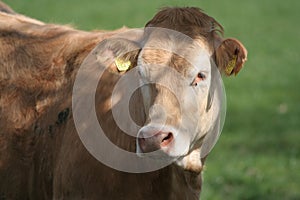 Cow photo