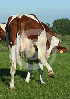 Una vaca 