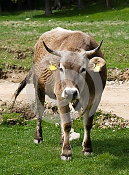 Cow