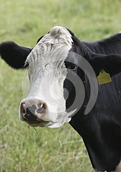 Cow