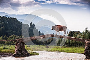 A cow acrossing bridge