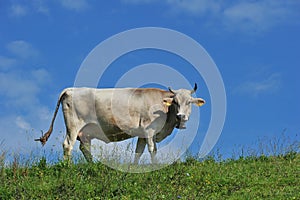 Cow AllgÃ¤u Germany