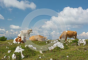 Cow alm alps austria nature background