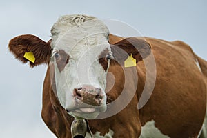 Cow on a alm with blue sky in the background