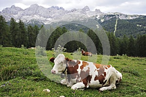 Cow on alp grass.