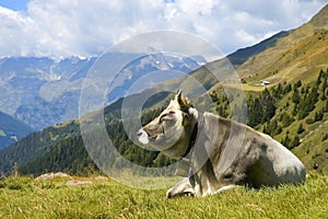 A cow on alp grass