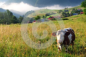 Cow in alp mountains photo