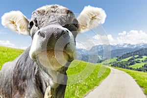 Cow in alpen landscape in austria