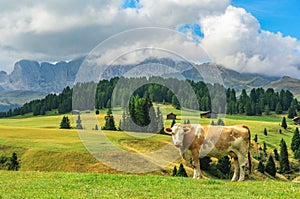 Cow in Alpi di Siusi, Dolomites photo