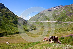 Cow in an Alpine