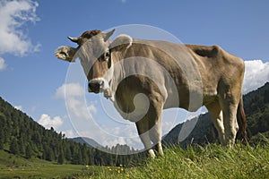 Cow on an alpine meadow in the Stubai Alps