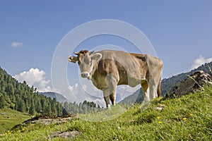 Cow on an alpine meadow in the Stubai Alps