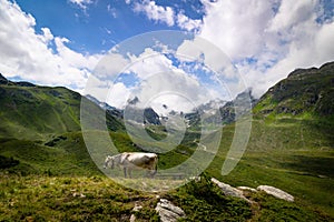 Cow on alpine mountains with green meadows and snowy mountains, blue sky with clouds, organic herding