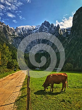 Cow in the Alps