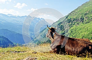 Cow in alps