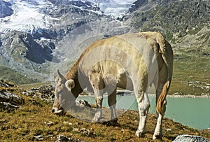 Cow in Alps