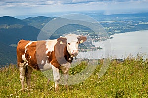 Cow in Alps