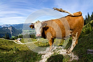 Cow in the alps