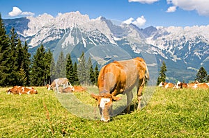 Cow in Alps