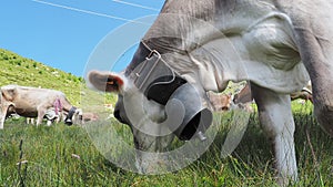 Cow in the alps eating grass