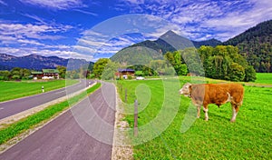 Cow in the Alps of Europ