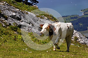 Cow in the Alps in Germany over Lake Forggensee