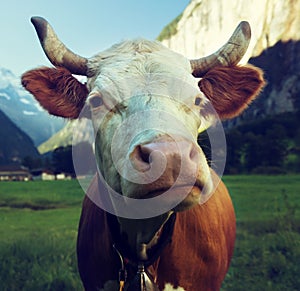 Cow on Alps. Jungfrau region
