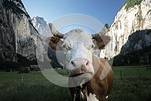 Cow, Alps. Jungfrau region