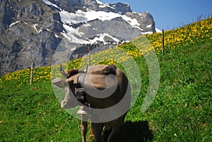 Una vaca en Alpes en 