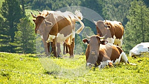 Cow animal alpine forest mountains nature