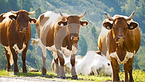 Cow animal alpine forest mountains nature