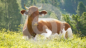 Cow animal alpine forest mountains nature