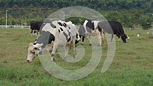 Cow animal feed grass eat taste green yard concept